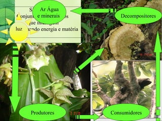 Ar Água 
e minerais 
Sistemas são 
Conjuntos de elementos 
que interagem 
transformando energia e matéria 
Decompositores 
Produtores Consumidores 
luz 
 
