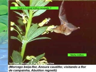 Qual é o nível trófico ocupado ? 
Nicho trófico 
 