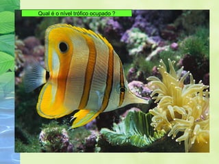 Qual é o nível trófico ocupado ? 
 