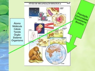 Átomo 
Molécula 
Célula 
Tecido 
Órgão 
Sistema 
Organismo 
População 
Comunidade 
Ecossitema 
Biosfera 
 