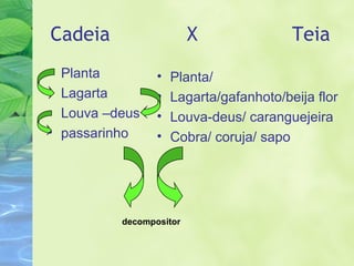Cadeia X Teia 
• Planta 
• Lagarta 
• Louva –deus 
• passarinho 
• Planta/ 
• Lagarta/gafanhoto/beija flor 
• Louva-deus/ caranguejeira 
• Cobra/ coruja/ sapo 
decompositor 
 
