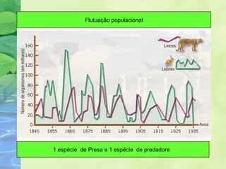Flutuação populacional 
1 espécie de Presa e 1 espécie de predadore 
 
