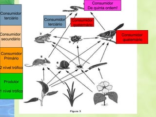 Consumidor 
terciário 
Consumidor 
secundário 
Consumidor 
Primário 
2 nível trófico 
Produtor 
1 nível trófico 
Consumidor 
quaternário 
Consumidor 
terciário 
Consumidor 
De quinta ordem! 
Consumidor 
quaternário 
 