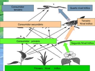 Quarto nível trófico 
Terceiro 
Nível trófico 
Segundo Nível trófico 
Primeiro Nível trófico 
Consumidor 
terciário 
Consumidor secundário 
Consumidor primário 
 