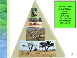 Cada níve trófico 
É quantificado 
em um 
degrau da 
Pirâmide: 
De Números 
De Biomassa 
De Energia 
 