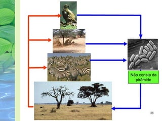 Não consta da 
pirâmide 
 
