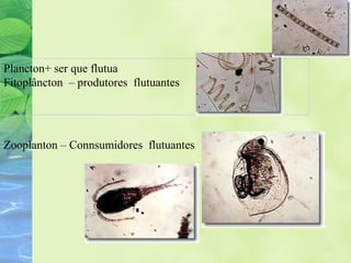 Plancton+ ser que flutua 
Fitoplâncton – produtores flutuantes 
Zooplanton – Connsumidores flutuantes 
 
