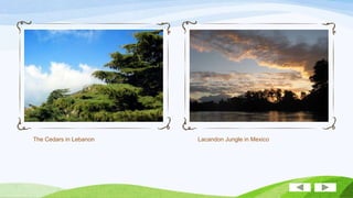 The Cedars in Lebanon

Lacandon Jungle in Mexico

 