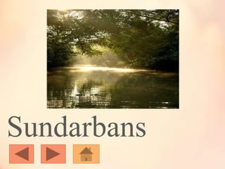Sundarbans
 