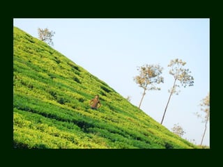 Ecotourism and its perspects in kerala | PPT