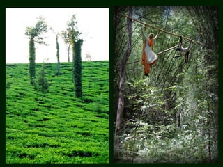 Ecotourism and its perspects in kerala | PPT