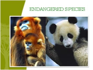 ENDANGERED SPECIES 