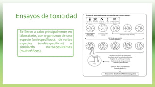 Ensayos de toxicidad
Se llevan a cabo principalmente en
laboratorio, con organismos de una
especie (uniespecíficos), de varias
especies (multiespecíficos) o
simulando microecosistemas
(multitróficos).
 