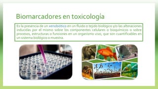 Biomarcadores en toxicología
Es la presencia de un xenobiótico en un fluido o tejido biológico y/o las alteraciones
inducidas por el mismo sobre los componentes celulares o bioquímicos o sobre
procesos, estructuras o funciones en un organismo vivo, que son cuantificables en
un sistema biológico o muestra.
 