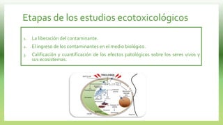 Etapas de los estudios ecotoxicológicos
1. La liberación del contaminante.
2. El ingreso de los contaminantes en el medio biológico.
3. Calificación y cuantificación de los efectos patológicos sobre los seres vivos y
sus ecosistemas.
 