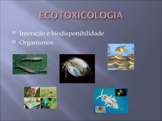 Interação e biodisponibilidade Organismos 