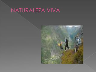 NATURALEZA VIVA 
