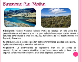 Paramo De PisbaHidrografía: Parque Nacional Natural Pisba se localiza en una zona bio-geográficamente estratégica y es una gran estrella hídrica que provee bienes y servicios ambientales a más de 130.000 habitantes de los departamentos de Boyacá y CasanareFauna: En cuanto a fauna se pueden distinguir mamíferos grandes como puma, tigrillo, oso de anteojos, venados, entre otros.Vegetación: La biodiversidad se representa bien en las zonas de páramo, donde se pueden identificar endemismos sobre todo en flora, con algunas variedades de frailejones, entre ellas Espeletia jaramillana
