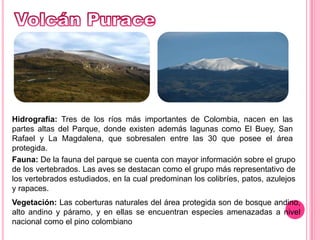 Volcán PuraceHidrografía: Tres de los ríos más importantes de Colombia, nacen en las partes altas del Parque, donde existen además lagunas como El Buey, San Rafael y La Magdalena, que sobresalen entre las 30 que posee el área protegida.Fauna: De la fauna del parque se cuenta con mayor información sobre el grupo de los vertebrados. Las aves se destacan como el grupo más representativo de los vertebrados estudiados, en la cual predominan los colibríes, patos, azulejos y rapaces.Vegetación: Las coberturas naturales del área protegida son de bosque andino, alto andino y páramo, y en ellas se encuentran especies amenazadas a nivel nacional como el pino colombiano