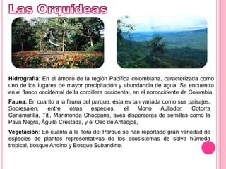 Las OrquídeasHidrografía: En el ámbito de la región Pacífica colombiana, caracterizada como uno de los lugares de mayor precipitación y abundancia de agua.Se encuentra en el flanco occidental de la cordillera occidental, en el noroccidente de Colombia,Fauna: En cuanto a la fauna del parque, ésta es tan variada como sus paisajes. Sobresalen, entre otras especies, el Mono Aullador, Cotorra Cariamarilla, Titi, Marimonda Chocoana, aves dispersoras de semillas como la Pava Negra, Águila Crestada, y el Oso de Anteojos,Vegetación: En cuanto a la flora del Parque se han reportado gran variedad de especies de plantas representativas de los ecosistemas de selva húmeda tropical, bosque Andino y Bosque Subandino.