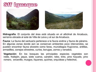 Sff IguaqueHidrografía: El conjunto del área está situado en el alticlinal de Arcabuco, serranía ubicada al este de Villa de Leiva y al sur de Arcabuco. Fauna: La fauna del santuario pertenece a la fauna andina y fauna de páramo. En algunas zonas donde aún se conservan ambientes poco intervenidos, se pueden encontrar fauna silvestre como faras, murciélagos frugívoros, ardillas, armadillos, conejos silvestres, curíes, borugas, zorros y venados.Vegetación: En los bosques las principales especies vegetales son roble, frailejón, jaque, siete cueros, canelón, tobo, tinto, pino hoyuelo, pino romero,  encenillo, musgos, líquenes, quiches, orquídeas y helechos.