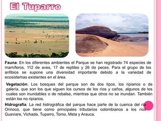 El TuparroFauna: En los diferentes ambientes el Parque se han registrado 74 especies de mamíferos, 112 de aves, 17 de reptiles y 26 de peces. Para el grupo de los anfibios se supone una diversidad importante debido a la variedad de ecosistemas existentes en el área.Vegetación: Los bosques del parque son de dos tipos, los ripiarios o de galería, que son los que siguen los cursos de los ríos y caños, algunos de los cuales son inundables o de rebalse, mientras que otros no se inundan. También están los no ripiarios.Hidrografía: La red hidrográfica del parque hace parte de la cuenca del río Orinoco, que tiene como principales tributarios colombianos a los ríos Guaviare, Vichada, Tuparro, Tomo, Meta y Arauca. 