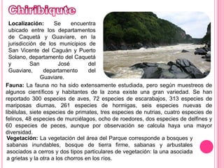 ChiribiquteLocalización: Se encuentra ubicado entre los departamentos de Caquetá y Guaviare, en la jurisdicción de los municipios de San Vicente del Caguán y Puerto Solano, departamento del Caquetá y San José del Guaviare, departamento del Guaviare.Fauna: La fauna no ha sido extensamente estudiada, pero según muestreos de algunos científicos y habitantes de la zona existe una gran variedad. Se han reportado 300 especies de aves, 72 especies de escarabajos, 313 especies de mariposas diurnas, 261 especies de hormigas, seis especies nuevas de libélulas, siete especies de primates, tres especies de nutrias, cuatro especies de felinos, 48 especies de murciélagos, ocho de roedores, dos especies de delfines y 60 especies de peces, aunque por observación se calcula haya una mayor diversidad.Vegetación: La vegetación del área del Parque corresponde a bosques y sabanas inundables, bosque de tierra firme, sabanas y arbustales asociados a cerros y dos tipos particulares de vegetación: la una asociada a grietas y la otra a los chorros en los ríos.