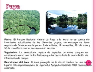PayaFauna: El Parque Nacional Natural La Paya a la fecha no se cuenta con inventarios actualizados de los diferentes grupos; sin embargo se tienen registros de 84 especies de peces, 9 de anfibios, 17 de reptiles, 291 de aves y 58 de mamíferos que se encuentran en la zona.Vegetación: La excepcional riqueza de especies de estos bosques es considerada como uno de los factores que ha hecho lenta la acumulación de información de campo. Descripción del área: Al área protegida se le dio el nombre de uno de sus lugares más representativos, la Laguna La Apoya humedal de 3000 hectáreas de extensión.