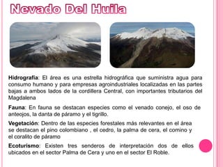 Nevado Del HuilaHidrografía: El área es una estrella hidrográfica que suministra agua para consumo humano y para empresas agroindustriales localizadas en las partes bajas a ambos lados de la cordillera Central, con importantes tributarios del MagdalenaFauna: En fauna se destacan especies como el venado conejo, el oso de anteojos, la danta de páramo y el tigrillo. Vegetación: Dentro de las especies forestales más relevantes en el área se destacan el pino colombiano , el cedro, la palma de cera, el comino y el coralito de páramoEcoturismo: Existen tres senderos de interpretación dos de ellos ubicados en el sector Palma de Cera y uno en el sector El Roble. 