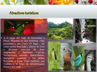 Atractivos turísticos
 A lo largo del viaje de Garachine a
Playa Muertos es una hermosa vista
panorámica del Cerro El Sapo , así
como arena desolada y playas de roca
y diversas especies de aves
migratorias y marítimo. Cuevas,
formaciones rocosas maravillosas,
manglares costeros y los deltas
Rumaldo y Casa Vieja también son
visibles a lo largo de determinados
tramos del viaje.
Cerro sapo
Diversas especie de aves
Cascadas
 