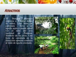 ATRACTIVOS
 El Bosque primario
empieza a 4 horas desde
la aldea. Una hora de
caminata , lleva a un
águila arpía o puede usted
ver el nido del ave
nacional de Panama;
Símbolo de las aves. Una
hora de caminata en la
dirección opuesta conduce
al nido de águila crestado.
Senderismo
Nido de águila Harpía
Tucán
 