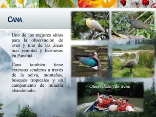 CANA
 Uno de los mejores sitios
para la observación de
aves y uno de las áreas
mas remotas y hermosas
en Panamá.
 Cana también tiene
extensos senderos a través
de la selva, montañas,
bosques tropicales y un
campamento de minería
abandonado.
Observación de aves
 
