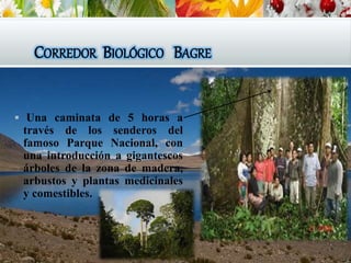 CORREDOR BIOLÓGICO BAGRE
 Una caminata de 5 horas a
través de los senderos del
famoso Parque Nacional, con
una introducción a gigantescos
árboles de la zona de madera,
arbustos y plantas medicinales
y comestibles.
 