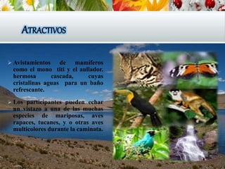 ATRACTIVOS
 Avistamientos de mamíferos
como el mono titi y el aullador.
hermosa cascada, cuyas
cristalinas aguas para un baño
refrescante.
 Los participantes pueden echar
un vistazo a una de las muchas
especies de mariposas, aves
rapaces, tucanes, y o otras aves
multicolores durante la caminata.
 