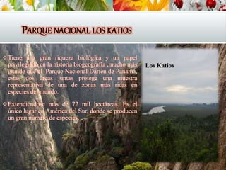 PARQUE NACIONAL LOS KATIOS
Tiene una gran riqueza biológica y un papel
privilegiado en la historia biogeografía ,mucho más
grande que el Parque Nacional Darién de Panamá,
estas dos áreas juntas protege una muestra
representativa de una de zonas más ricas en
especies del mundo.
Extendiéndose más de 72 mil hectáreas. Es el
único lugar en América del Sur, donde se producen
un gran número de especies.
Los Katios
 