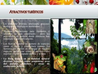 ATRACTIVOS TURÍSTICOS
 Un ambiente prístino, abarcando procesos
ecológicos y biológicos inalteradas.
 Algunas instalaciones para visitantes y
senderos se han construido. pero las
actividades de gestión desde entonces han
mejorado significativamente.
 Los Katíos soporta un número de especies
como el ratón y chachalaca canoso. La
Serranía del Darién es el hogar de muchas
especies endémicas como el colibrí rufo-
mejillas y colibrí tapado violeta y la rana
 La flora brinda en su habitad natural
diversas especies como orquídeas, aves
del paraíso, helechos y otras de
exuberante belleza.
Diversidad de especie
 