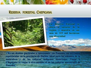 RESERVA FORESTAL CHEPIGANA
Es un destino particular e interesante en Panamá, un territorio
espectacular en la provincia de Darién, ideal para los amantes de la
naturaleza y de las culturas indígenas autóctonas. Viajar a
Chepigana es viajar a otro mundo, el de las culturas ancestrales de
Panamá.
La Reserva Forestal se
ubica al suroeste de la
región, y muestra en sus
más de 315 mil hectáreas
una diversidad
 