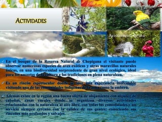 ACTIVIDADES
 En el bosque de la Reserva Natural de Chepigana el visitante puede
observar numerosas especies de aves exóticas y otras maravillas naturales
únicas, en una biodiversidad sorprendente de gran nivel ecológico, ideal
para los amantes de la cultura y las tradiciones en plena naturaleza.
 Es un rincón espectacular donde se vive una experiencia inolvidable
visitando una de las comunidades indígenas de la zona como la emberá.
 Además existe en la región una buena oferta de alojamiento con alquiler de
cabañas, casas rurales donde se organizan diversas actividades
relacionadas con la naturaleza al aire libre, con todas las comodidades y un
servicio siempre cercano con la calidez de sus gentes; conociendo sus
rincones más profundos y salvajes.
Avistamiento de ave
 