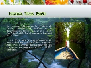 HUMEDAL PUNTA PATIÑO
 Se encuentra ubicado en la provincia de
Darién, vertiente del Pacífico, en la
desembocadura del río Tuira, en el Golfo de
San Miguel a 8.25 km al suroeste de la ciudad
de La Palma.
 Es un hábitat para especies amenazadas de
aves a nivel mundial. Es un área importante
para aves playeras migratorias, con un
conteo en un solo día de hasta 10,117
individuos.
 