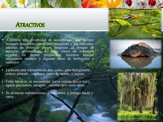 ATRACTIVOS
 Contiene una diversidad de ecosistemas, que incluye
bosques inundables como los manglares y los cativales,
además de extensas playas fangosas. el bosque de
manglar, acompañada de otras clases de cobertura
vegetal; en menor proporción, tenemos bosque
secundario maduro y algunas áreas de herbazales y
rastrojos
 La fauna está representada por: saíno, gato manglatero ,
conejo pintado , capibara, perro de monte, y jaguar.
 Entre las aves, se encuentran: garza ceniza, garza tigre,
águila pescadora, zarapito , chorlito gris entre otros.
 Se destacan reptiles como: los lagartos y tortuga baula y
carey .
 