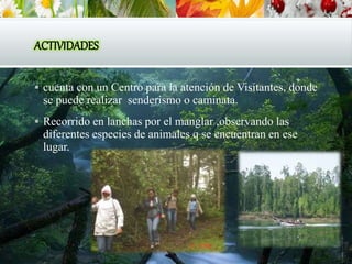 ACTIVIDADES
 cuenta con un Centro para la atención de Visitantes, donde
se puede realizar senderismo o caminata.
 Recorrido en lanchas por el manglar ,observando las
diferentes especies de animales q se encuentran en ese
lugar.
 