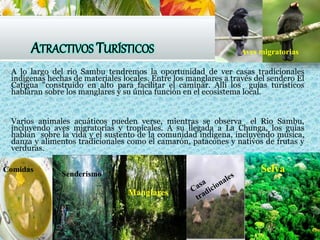 ATRACTIVOS TURÍSTICOS
 A lo largo del rio Sambu tendremos la oportunidad de ver casas tradicionales
indígenas hechas de materiales locales. Entre los manglares a través del sendero El
Catigua "construido en alto para facilitar el caminar. Allí los guías turísticos
hablaran sobre los manglares y su única función en el ecosistema local.
 Varios animales acuáticos pueden verse, mientras se observa el Rio Sambu,
incluyendo aves migratorias y tropicales. A su llegada a La Chunga, los guías
hablan sobre la vida y el sustento de la comunidad indígena, incluyendo música,
danza y alimentos tradicionales como el camarón, patacones y nativos de frutas y
verduras.
Comidas
Senderismo
Manglares
Aves migratorias
Selva
 