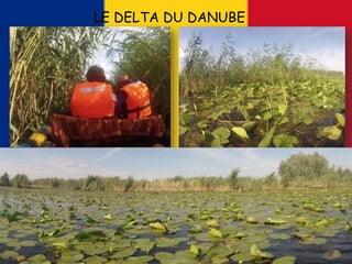 LE DELTA DU DANUBE
 