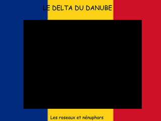 LE DELTA DU DANUBE
Les roseaux et nénuphars
 