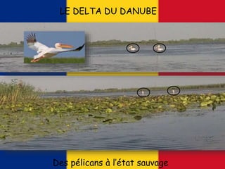 LE DELTA DU DANUBE
Des pélicans à l’état sauvage
 