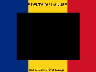 LE DELTA DU DANUBE
Des pélicans à l’état sauvage
 