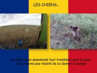 LES CHIENS…
Un bébé chien abandonné tout tremblant sous la pluie,
nous n’avons pas résisté de lui donner à manger.
 
