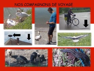 NOS COMPAGNONS DE VOYAGE
 