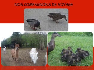 NOS COMPAGNONS DE VOYAGE
 