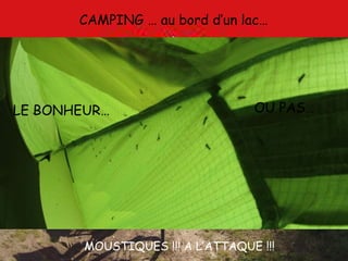 CAMPING … au bord d’un lac…
MOUSTIQUES !!! A L’ATTAQUE !!!
LE BONHEUR… OU PAS…
 